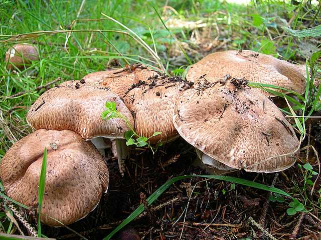 2005 :  Un anno di funghi
